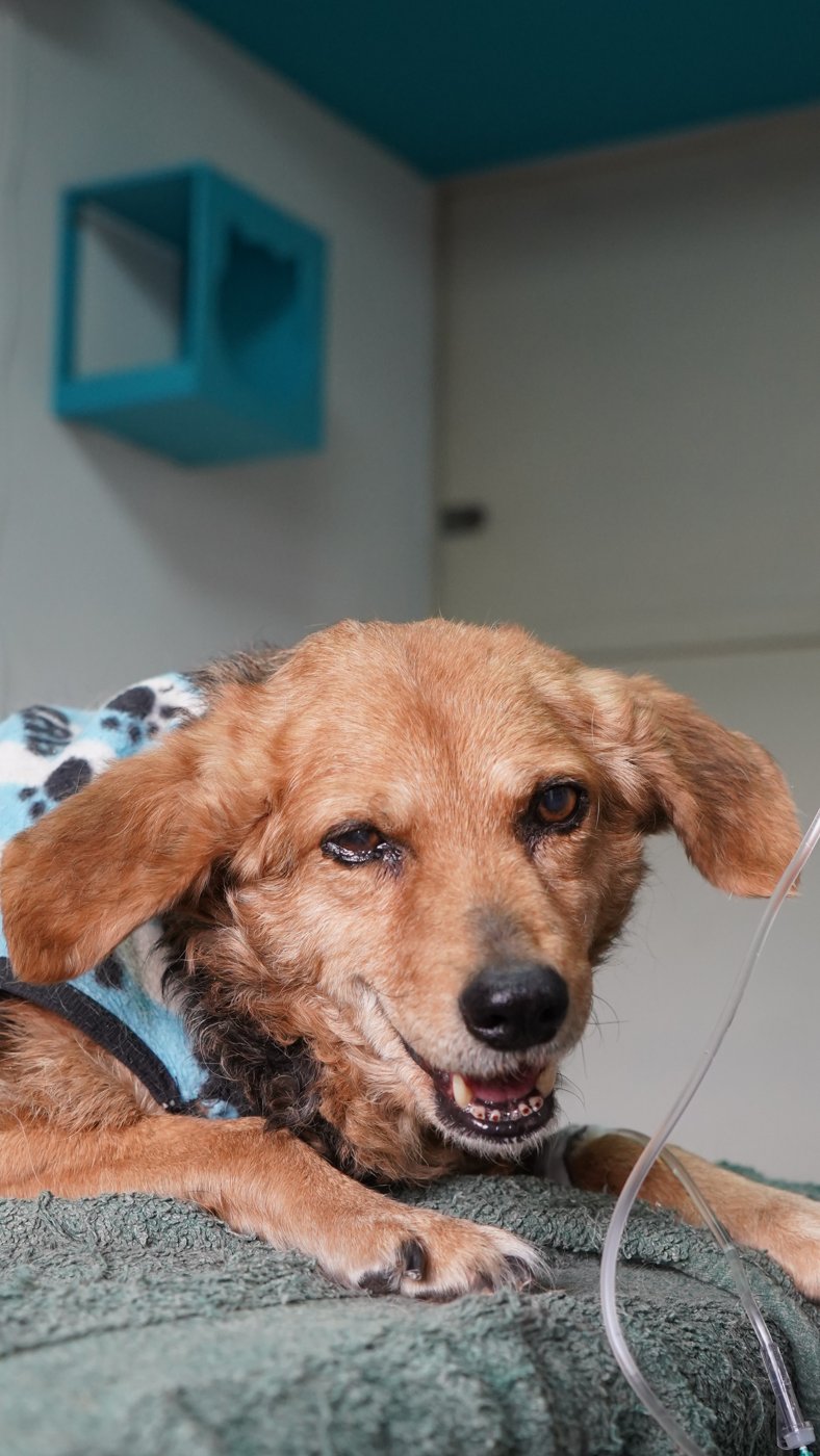 Lisa, perra atendida en Arnáez por síndrome vestibular