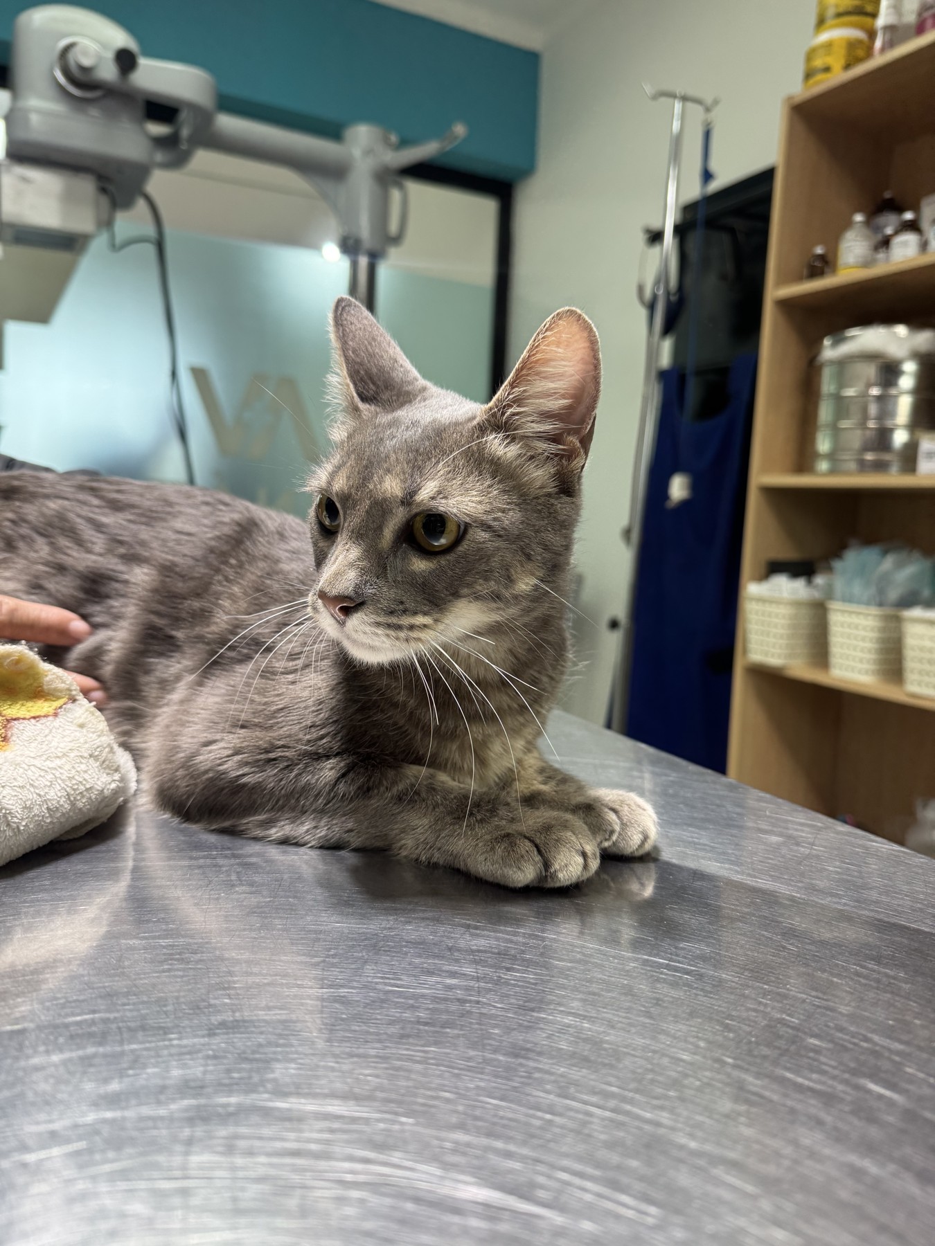 Puquito, gato recuperado de PIF, en Arnáez